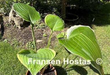 Hosta Windy City